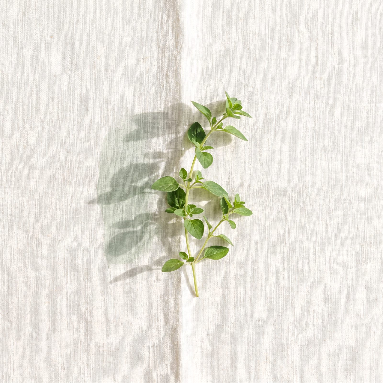 A sprig of fresh oregano on linen